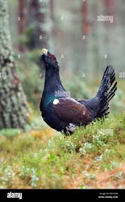 Attēlu rezultāti vaicājumam “Tetrao urogallus male”