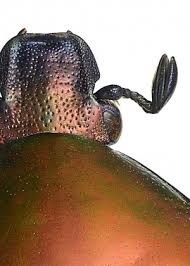 Attēlu rezultāti vaicājumam “Potosia cuprea imago”