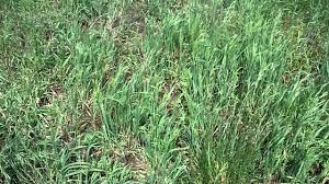 Attēlu rezultāti vaicājumam “Bromopsis inermis fruit”