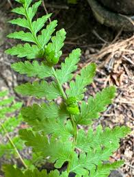 Attēlu rezultāti vaicājumam “Pohlia bulbifera”