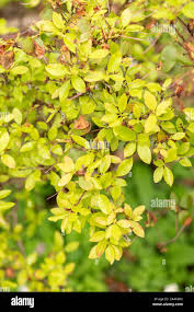 Attēlu rezultāti vaicājumam “Rhododendron sichotense flower”