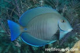 Image result for Acanthurus bahianus