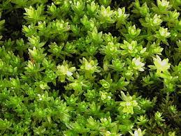 Attēlu rezultāti vaicājumam “Mnium hornum sporophyte”