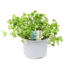 Image result for Brunnenkresse