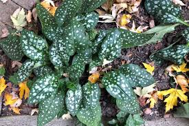 Attēlu rezultāti vaicājumam “Pulmonaria angustifolia leaf”