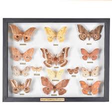 Attēlu rezultāti vaicājumam “Saturniidae”