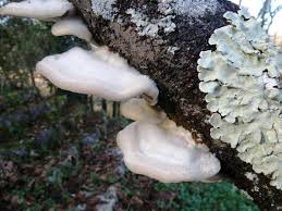 Attēlu rezultāti vaicājumam “Trametes hirsuta”