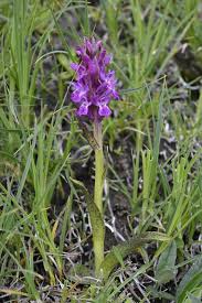Attēlu rezultāti vaicājumam “Dactylorhiza cruenta”
