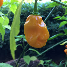Afbeeldingsresultaat voor orange habanero hot pepper