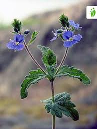 Attēlu rezultāti vaicājumam “Veronica chamaedrys flower”