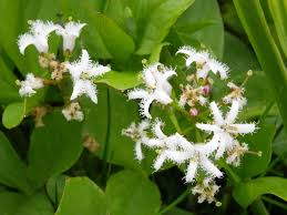 Attēlu rezultāti vaicājumam “Menyanthes trifoliata fruit”