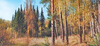 Image result for лес,