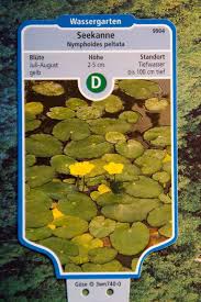 Image result for Seekanne