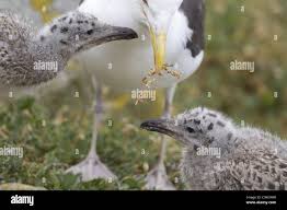 Attēlu rezultāti vaicājumam “Larus marinus adult”