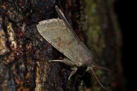 Attēlu rezultāti vaicājumam “Orthosia populeti”