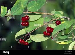 Attēlu rezultāti vaicājumam “Lonicera xylosteum leaf”