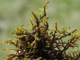 Attēlu rezultāti vaicājumam “Hamatocaulis vernicosus”