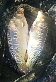 Image result for Runnymede Angling Association