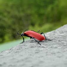 Attēlu rezultāti vaicājumam “Pyrochroa coccinea”