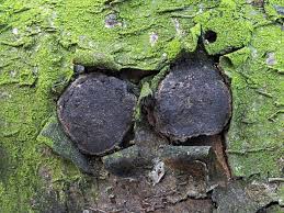 Attēlu rezultāti vaicājumam “Biscogniauxia granmoi”