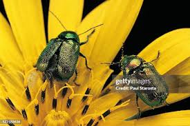 Attēlu rezultāti vaicājumam “Cryptocephalus aureolus, Cryptocephalus sericeus”