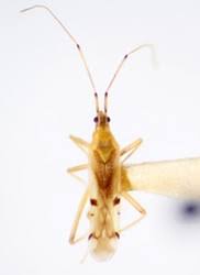 Attēlu rezultāti vaicājumam “Collaria sp.”