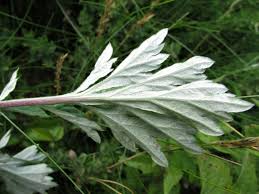 Attēlu rezultāti vaicājumam “Artemisia vulgaris leaf”