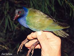 Image result for Porphyrio alleni