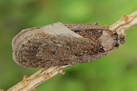 Attēlu rezultāti vaicājumam “Depressaria olerella imago”