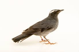 Image result for Zoothera sibirica