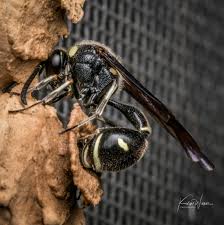 Attēlu rezultāti vaicājumam “Eumenes sp.”