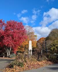 Attēlu rezultāti vaicājumam “Exochorda giraldii var. wilsonii”