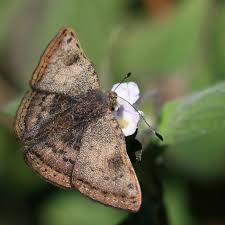 Attēlu rezultāti vaicājumam “Bitoma crenata imago”