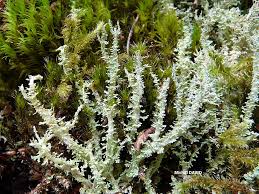 Attēlu rezultāti vaicājumam “Cladonia squamosa”