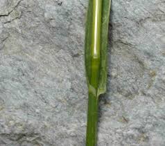 Attēlu rezultāti vaicājumam “Poa remota leaf”