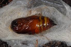 Attēlu rezultāti vaicājumam “Calliteara pudibunda”