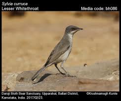 Attēlu rezultāti vaicājumam “Sylvia curruca”