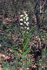 Attēlu rezultāti vaicājumam “Cephalanthera longifolia”