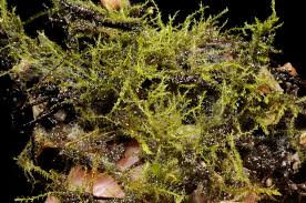 Attēlu rezultāti vaicājumam “Blepharostoma trichophyllum”