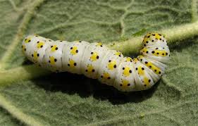 Attēlu rezultāti vaicājumam “Cucullia verbasci larva”