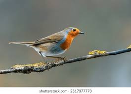 Image result for Erithacus rubecula