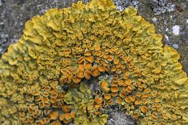 Attēlu rezultāti vaicājumam “Xanthoria parietina”