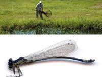 Attēlu rezultāti vaicājumam “Coenagrion armatum male”