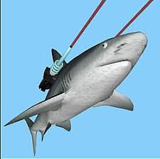 Image result for sharks lasers
