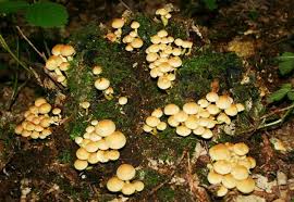 Attēlu rezultāti vaicājumam “Hypholoma sp.”