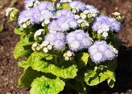 Image result for Leberbalsam