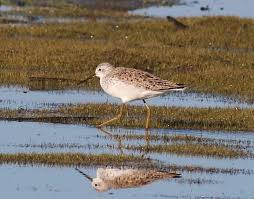 Attēlu rezultāti vaicājumam “Tringa stagnatilis”