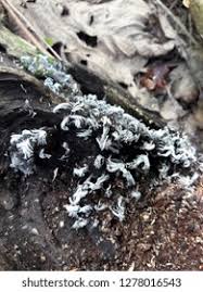 Attēlu rezultāti vaicājumam “Thelephora penicillata”