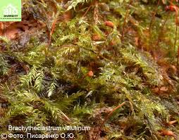 Attēlu rezultāti vaicājumam “Brachytheciastrum velutinum”