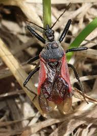 Attēlu rezultāti vaicājumam “Rhynocoris annulatus”